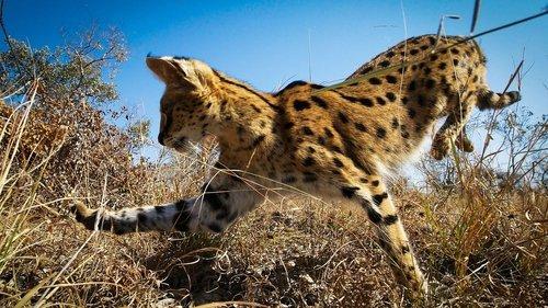 Planet Earth II Season 1 Episode 5 - Grasslands