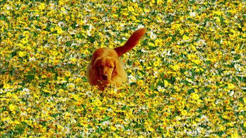 Pushing Daisies Season 2 Episode 13 - Kerplunk