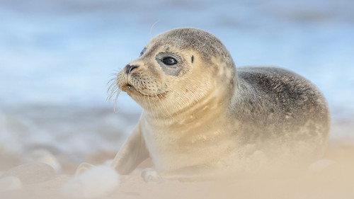 Springwatch Season 23 Episode 8 - Episode 6
