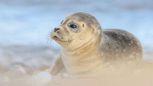 Springwatch Season 23 Episode 8 - Episode 6