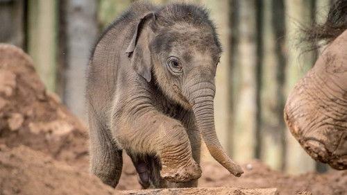 The Secret Life of the Zoo Season 6 Episode 1 - High Risk Pregnancy