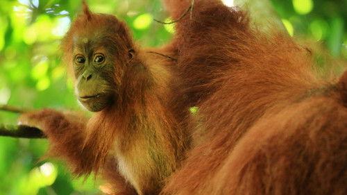 Islands in Time: A Wildlife Odyssey Season 1 Episode 3 - Ruled by the Sun