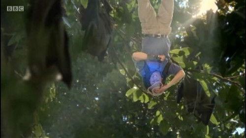 Andy's Wild Adventures Season 1 Episode 12 - Fruit Bats