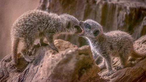 The Secret Life of the Zoo Season 6 Episode 4 - Episode 4