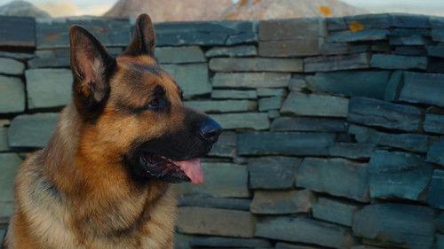 Hudson & Rex Season 8 Episode 12 - The Briny Deep