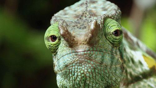 Wild Hunters Season 1 Episode 2 - Reptiles