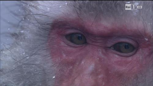 Superquark Season 20 Episode 6 - Episode 6