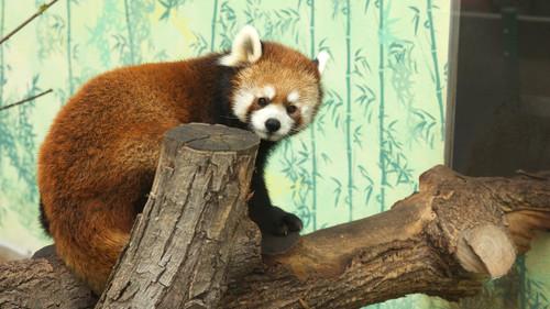 Hôpital vétérinaire Season 5 Episode 1 - Episode 1