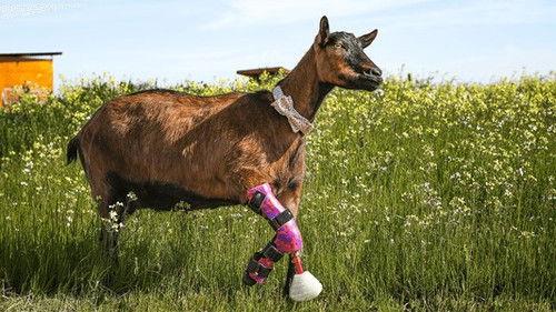 Background image for Rolling in the Sheep