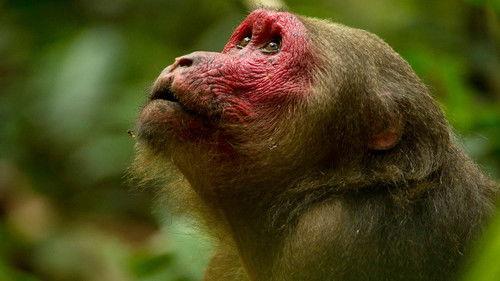 Into the Wild: India Season 1 Episode 1 - Growing Up Gibbon