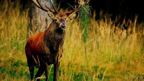 Wild Germany Season 7 Episode 2 - Episode 2