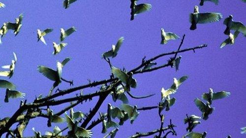 Nature Season 19 Episode 10 - Triumph of Life: Winning Teams