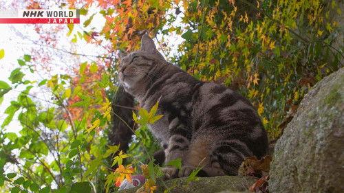 A Cat's-Eye View of Japan Season 4 Episode 7 - Hiroshima: Hills and Slopes