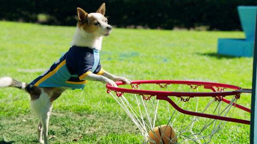 Pup Academy Season 1 Episode 18 - Most Valuable Pup