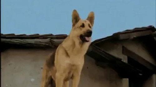 The Adventures of Rin Tin Tin Season 1 Episode 4 - Rin Tin Tin and the Raging River