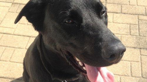 Couple with Dog Season 1 Episode 5 - Episode 5