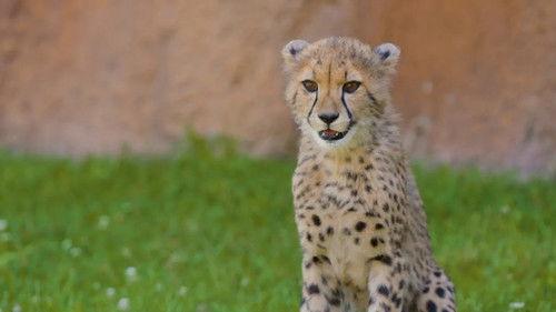 Secrets of the Zoo Season 5 Episode 8 - A Giraffe is Born