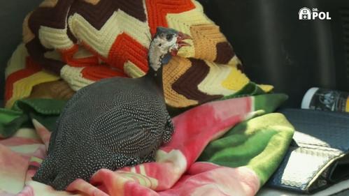 The Incredible Dr. Pol Season 21 Episode 1 - Chutes and Bladders