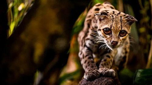 Jonahs dyreverden Season 2 Episode 9 - Episode 9