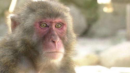 Japanology Plus Season 6 Episode 23 - Monkeys
