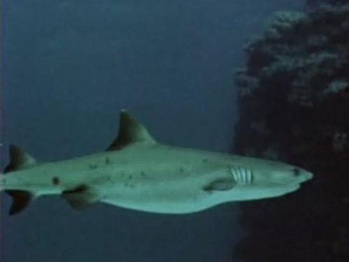 Skippy the Bush Kangaroo Season 2 Episode 19 - Surprise! Surprise!