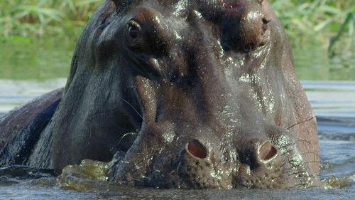 Africa's Deadliest Season 4 Episode 5 - Search & Destroy