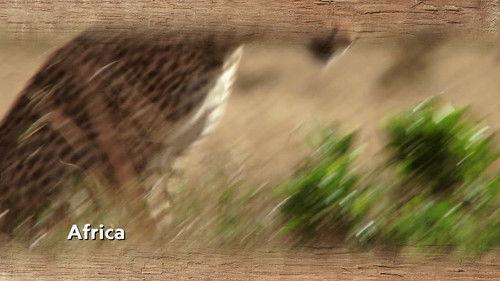 Magic of Disney's Animal Kingdom Season 2 Episode 8 - Chilled-Out Cheetahs