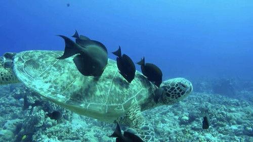 Backlight Season 21 Episode 7 - Episode 7