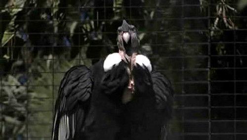 MonsterQuest Season 1 Episode 4 - Birdzilla