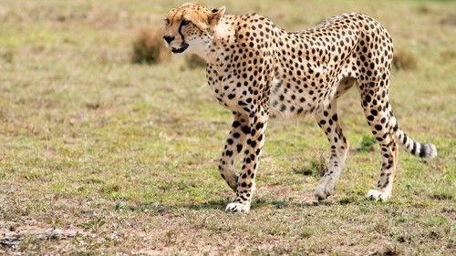 Chasing the Rains Season 1 Episode 2 - Blood and Dust