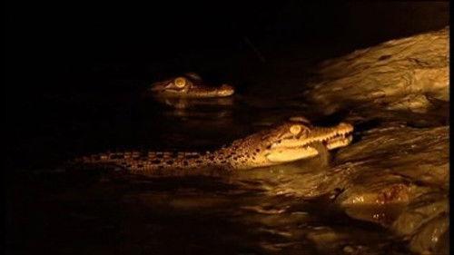 Natural World Season 26 Episode 6 - Invasion of the Crocodiles