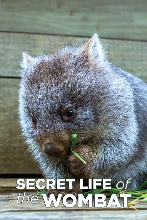 Secret Life of the Wombat poster