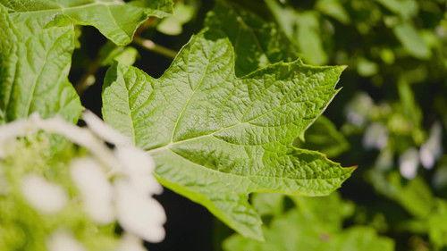 Natur im Garten Season 27 Episode 1 - Episode 1