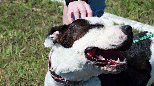 Pit Bulls and Parolees Season 15 Episode 2 - The Toughest Choice