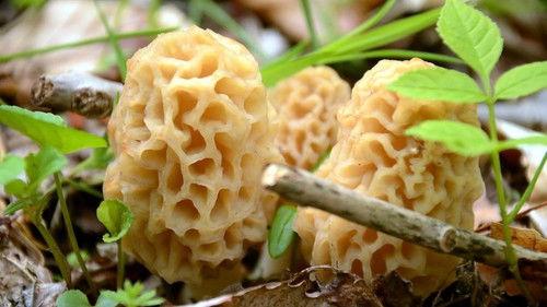 Top Chef Season 12 Episode 7 - Episode 7