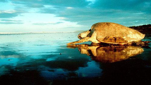 The Blue Planet Season 1 Episode 8 - Coasts