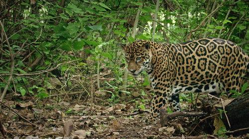 Wild Hunters Season 1 Episode 1 - Cats