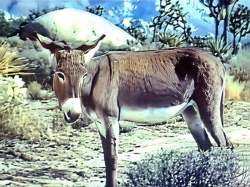 The Wonderful World of Disney Season 6 Episode 17 - Wild Burro of the West