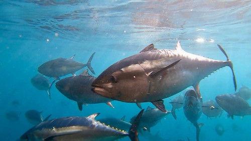 Journeys in Japan Season 17 Episode 6 - Kushimoto: Life at the Water's Edge