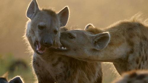 Africa's Hunters Season 1 Episode 6 - Survivors of the Plains