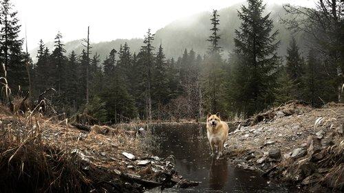 Background image for The Devil's Club