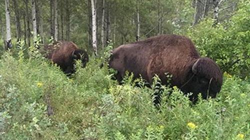 Kanadas Nationalparks Season 1 Episode 3 - Episode 3