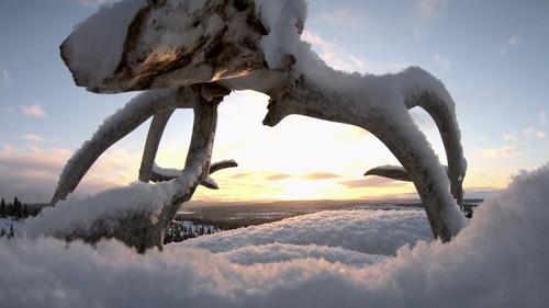 Life Below Zero: Next Generation Season 1 Episode 4 - The Killing Fields