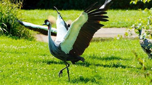 Animal Park Season 22 Episode 14 - Summer 2023: Episode 14