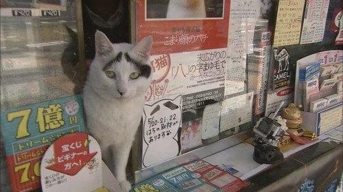 Document 72 Hours Season 6 Episode 24 - The Lucky Cat at the Shopping Street