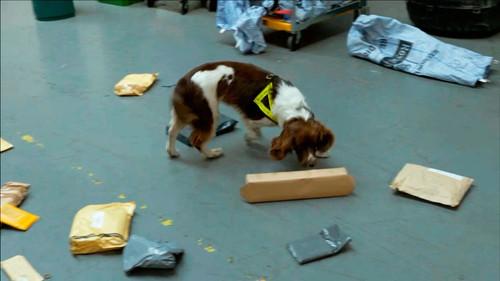 Stop, Search, Seize Season 1 Episode 19 - Episode 19