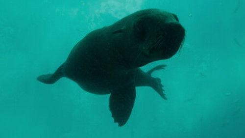 Penguin Town Season 1 Episode 5 - Close Encounters