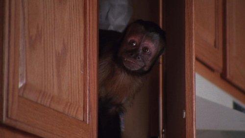 undefined Season 3 Episode 22 - Monkey