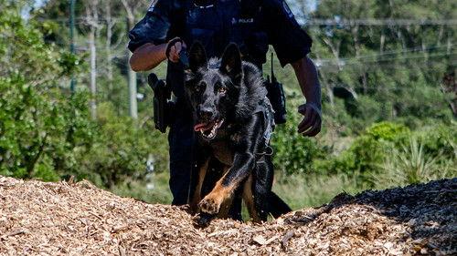 Dog Squad Season 12 Episode 10 - Episode 10