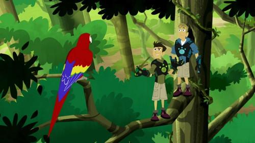 Wild Kratts Season 6 Episode 12 - Parrot Power
